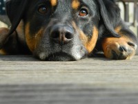 /album/fotogallerij/blitzz-jpg1/